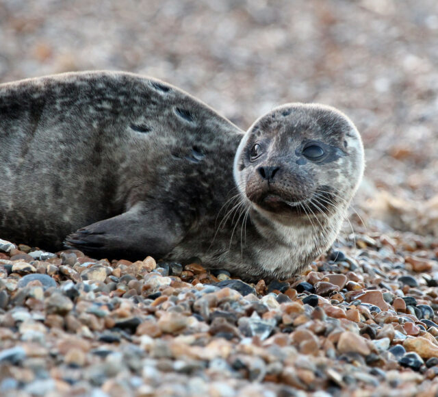 Young Seal lying on Tankerton Beach, Whitstable