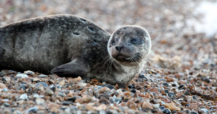 Young Seal lying on Tankerton Beach, Whitstable
