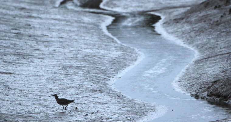Evening Curlew, mud, Pagham Harbour, Sussex