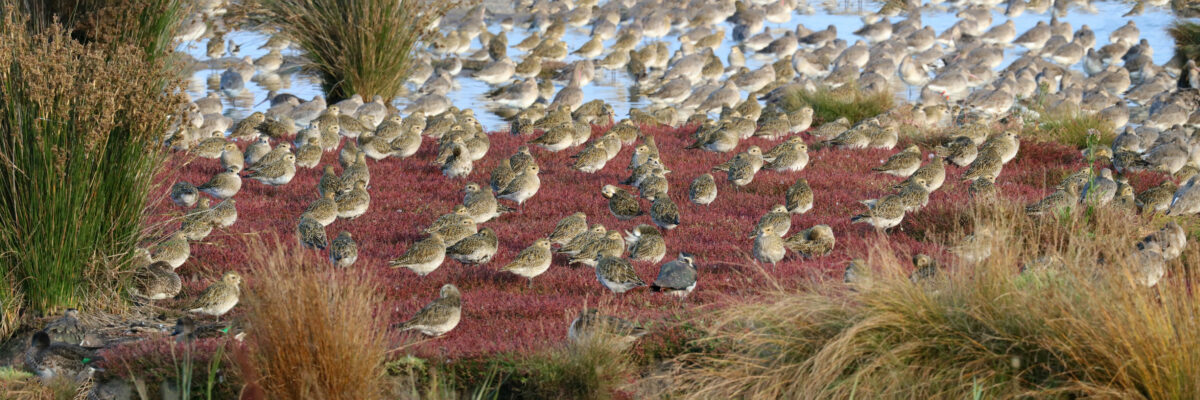 Golden Plovers (and Godwits beyond) wide pan, Oare, KWT