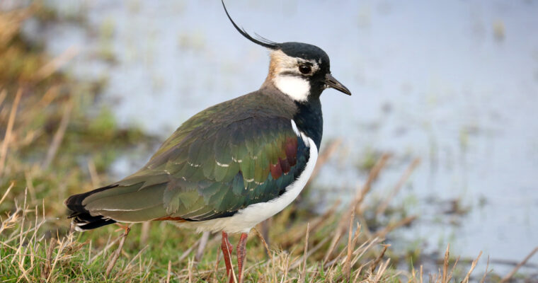 Lapwing relaxed in front of water