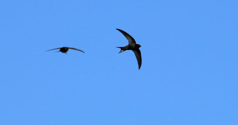 Swifts flying against blue sky, Stodmarsh NNR