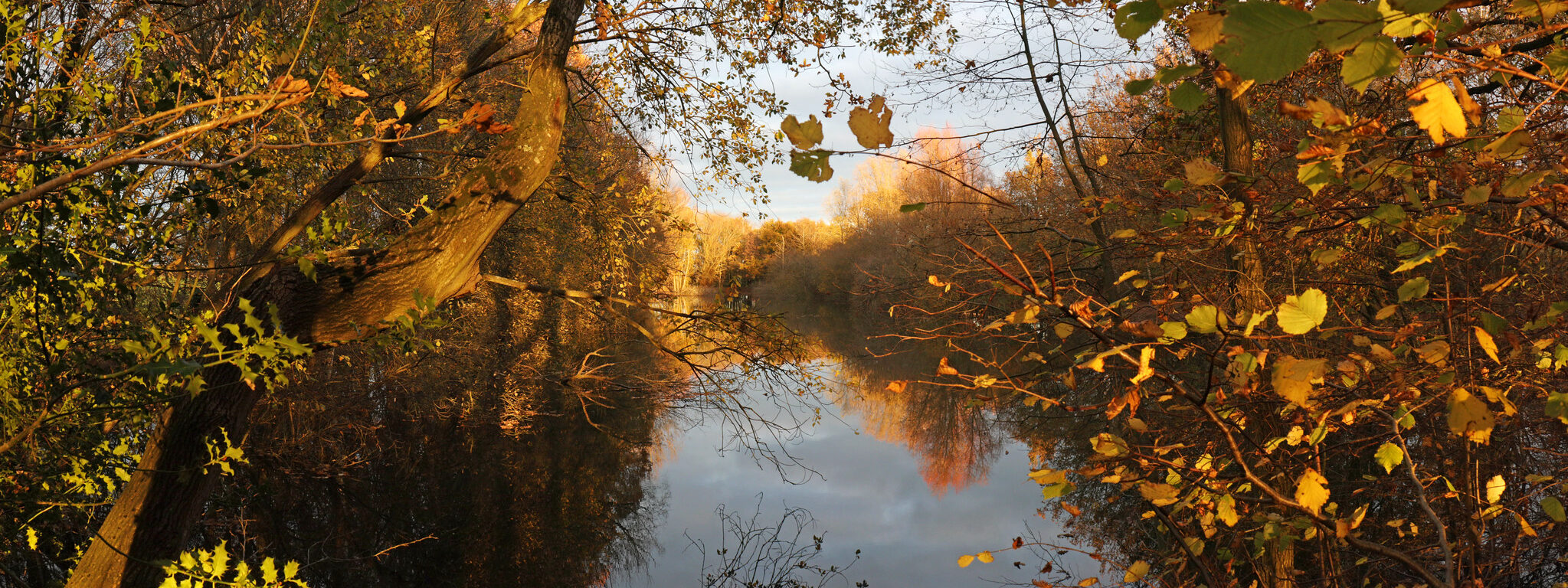 Trees in front of Broadoak reservoir, Canterbury, Autumn