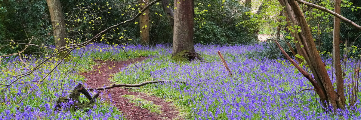 Bluebells in woods near University of Kent