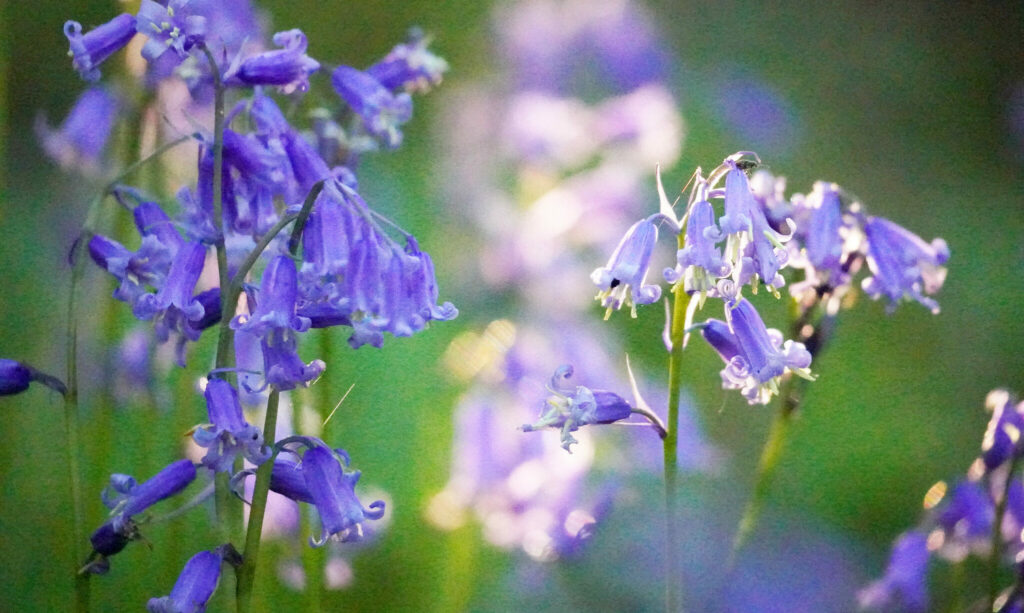 Backlit close up of bluebells, Canterbury, Kent