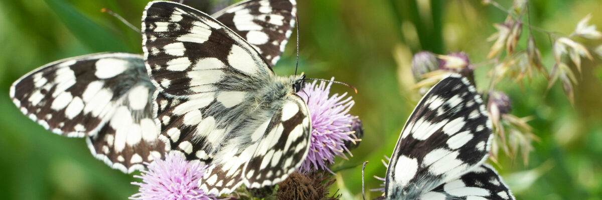 Marbled white butterflies, Canterbury