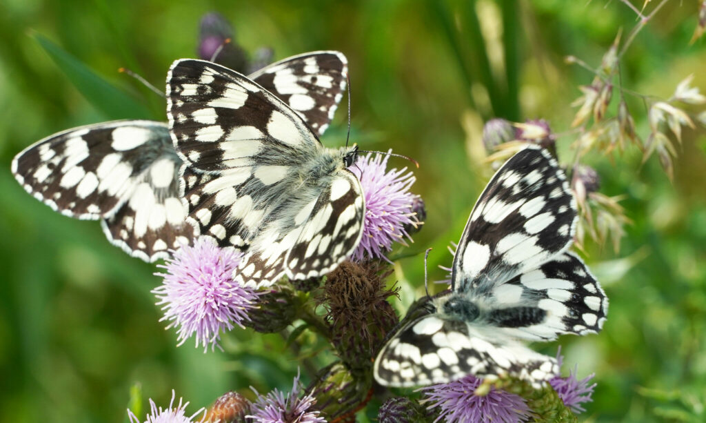 Marbled white butterflies on pink thistle flowers, Canterbury