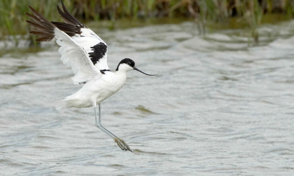 Avocet (small white bird with long thin black beak, black head and stripes on wings) landing in water at Elmley NNR, Kent