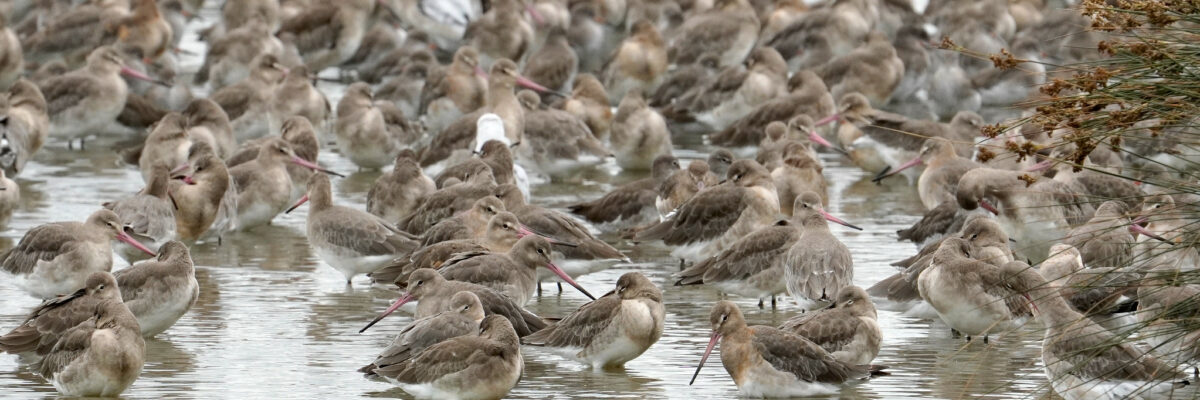 Black tailed godwits (small grey and brown birds with long pink beaks) wading in the water at Oare Marsh KWT