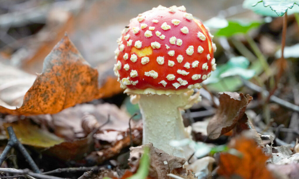 Fly agaric mushroom (red topped mushroom with white spots) growing in leave litter at RSPB Blean Woods, Canterbury, Kent