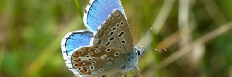 Adonis Blue | Kent Nature