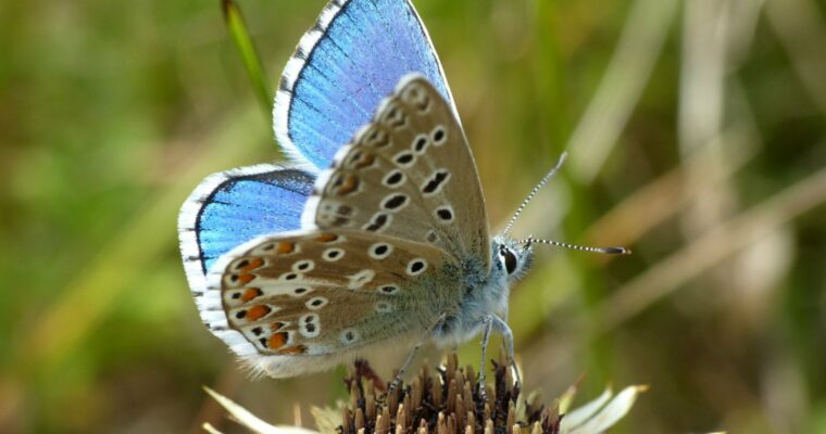 Adonis Blue butterfly on brown flower