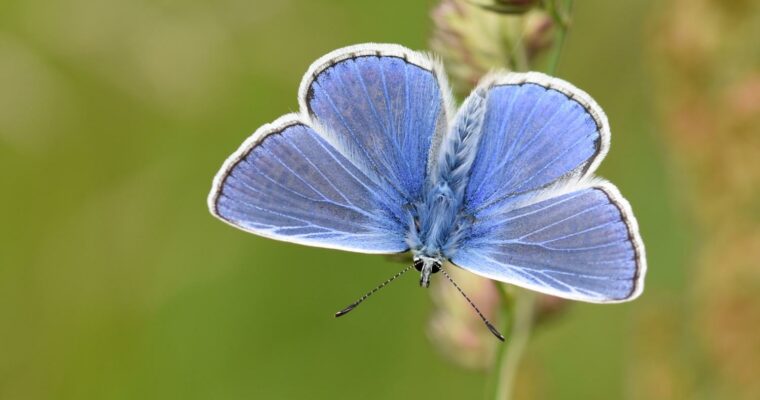 Common Blue butterfly on green plant