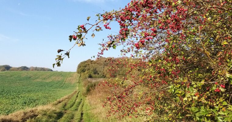 Hedgerow in fruit in Kent