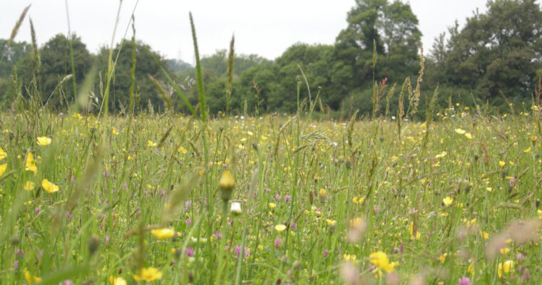 Lowland Meadow with various pink and yellow flowers amongst tall grass