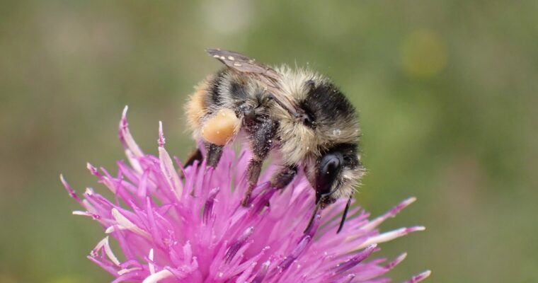 Shrill Carder Bee on pink flower