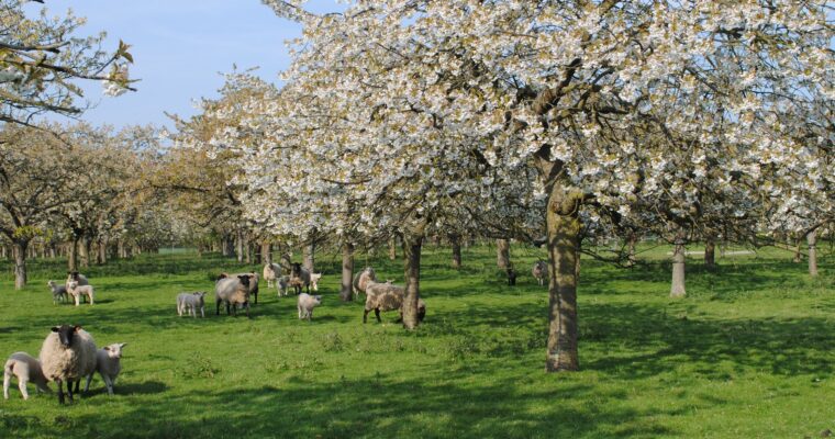 Traditional orchard in spring with sheep grazing underneath