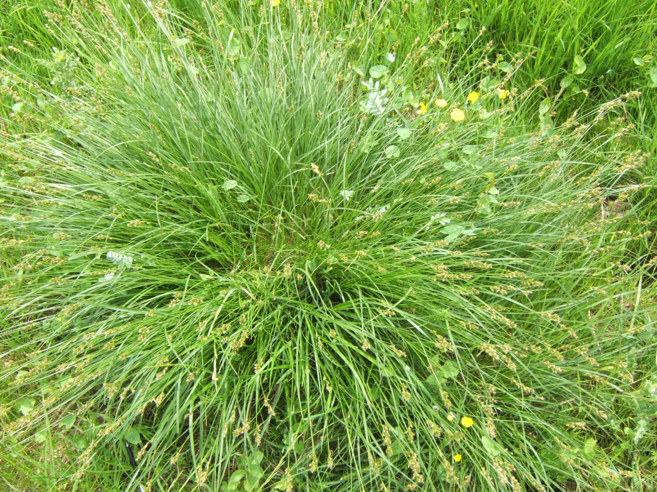 True Fox-sedge - long green, grass-looking fronds with yellow seed heads at the top of spikes