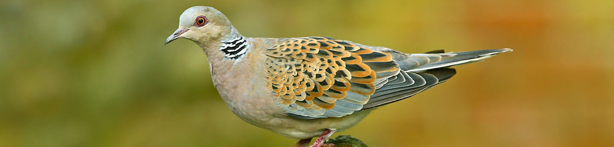 Turtle Dove on a stone