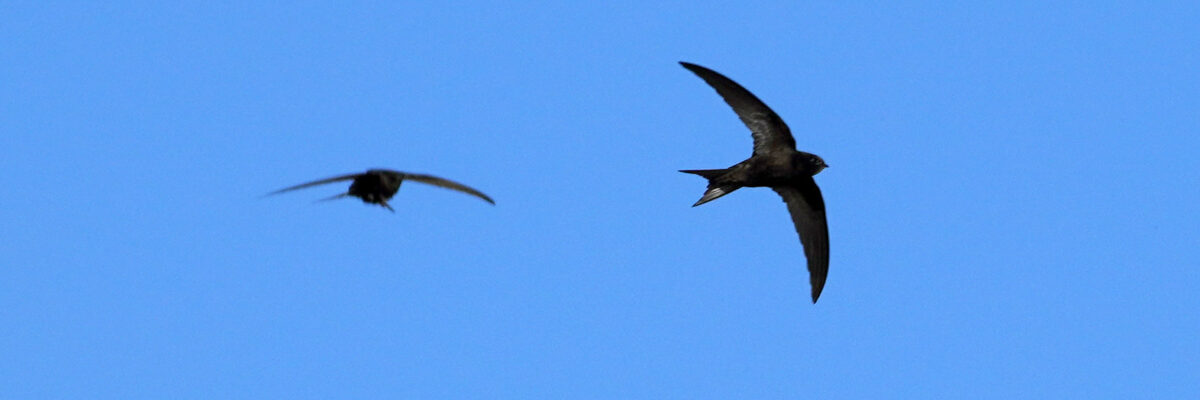 Swifts flying against blue sky, Stodmarsh NNR