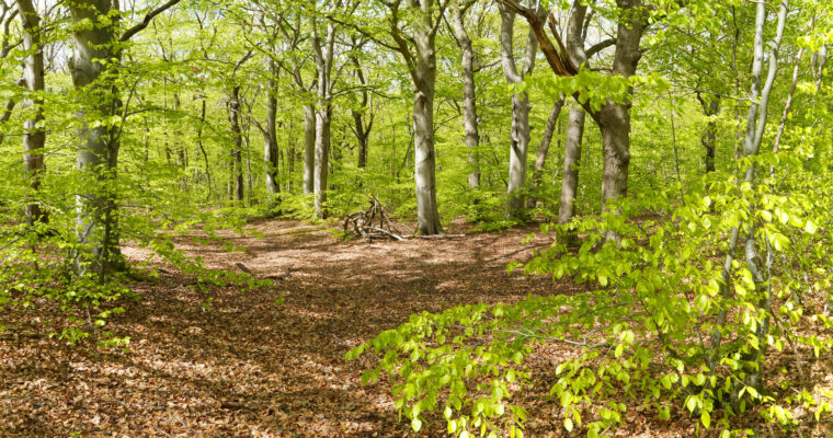 Fresh new spring beech leaves, Thornden Wood, Canterbury