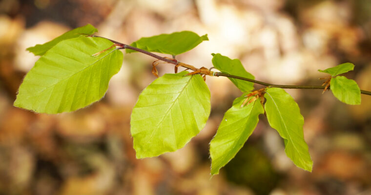 nature-recovery-kent-nature