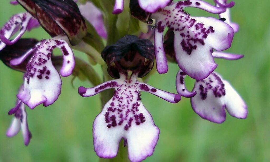 purple petals of Lady Orchid (Orchis purpurea)