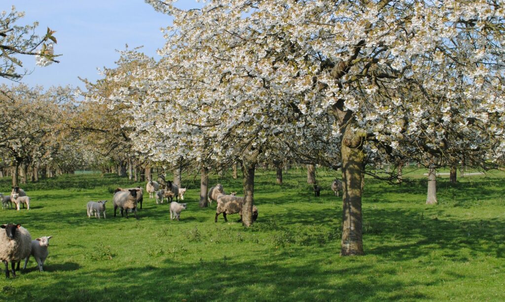 Traditional orchard in spring with sheep grazing underneath