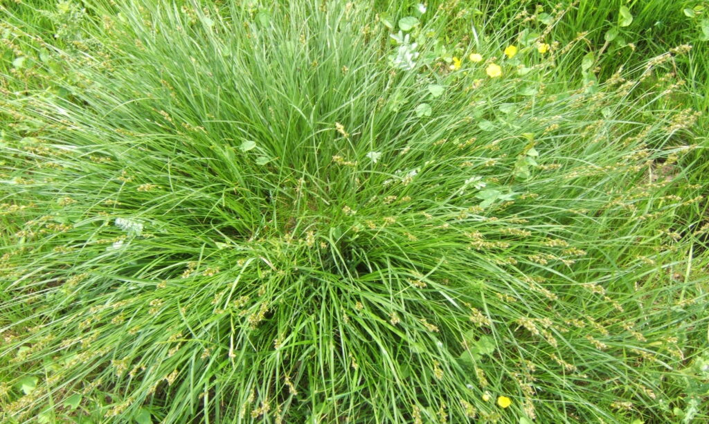 True Fox-sedge - long green, grass-looking fronds with yellow seed heads at the top of spikes