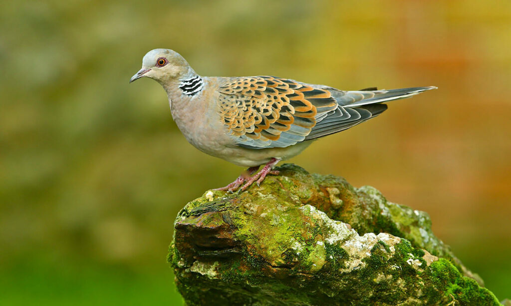 Turtle Dove on a stone