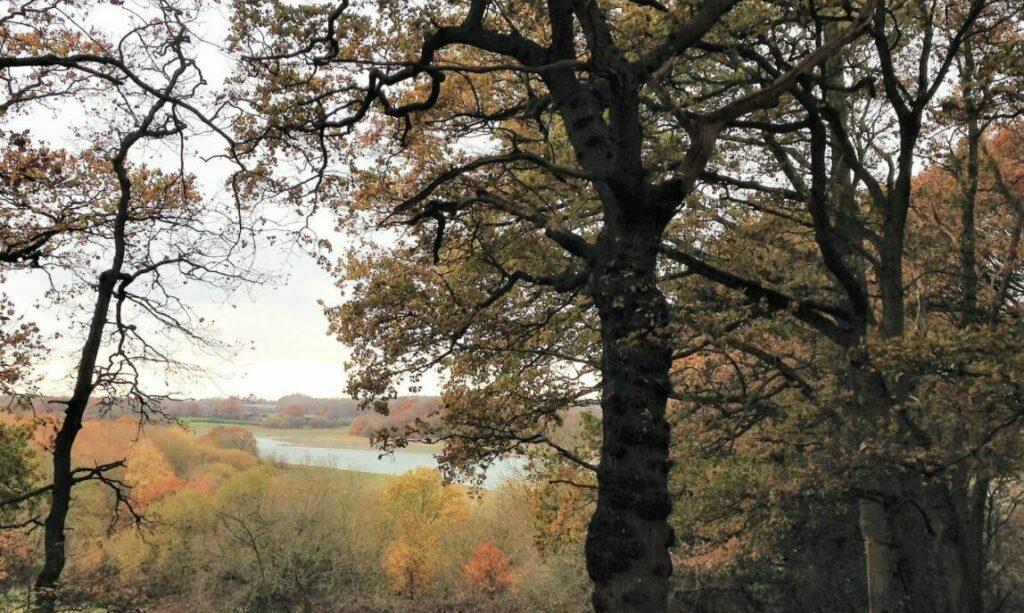 Autumnal tree with view to lake in background