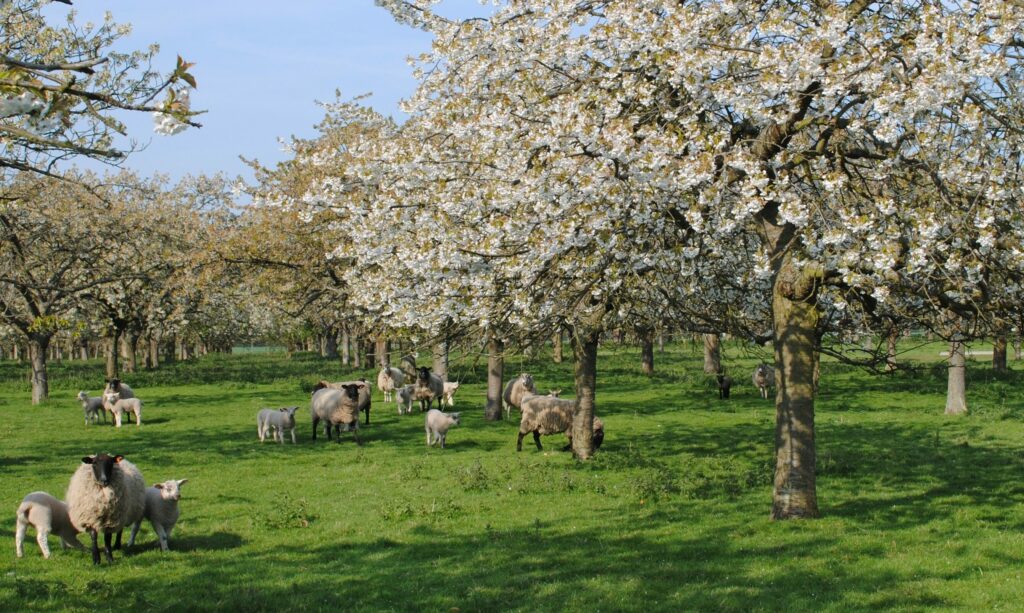 Traditional orchard in spring with sheep grazing underneath