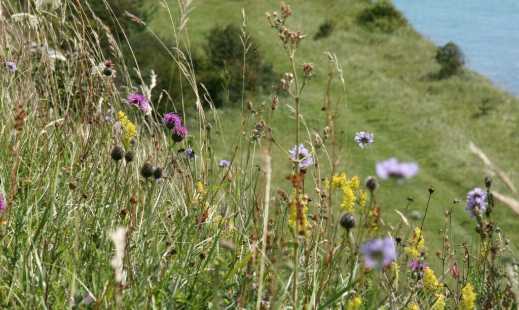 Pink, purple and yellow chalk grassland flowers on a steep chalk escarpment overlooking the sea