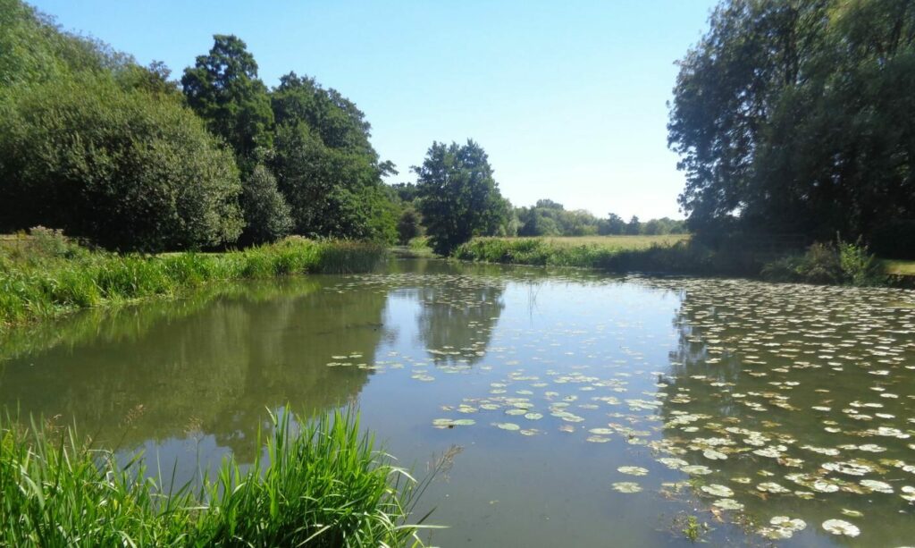 Pond surrounded by trees