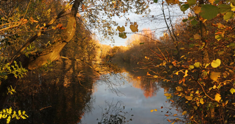 Trees in front of Broadoak reservoir, Canterbury, Autumn