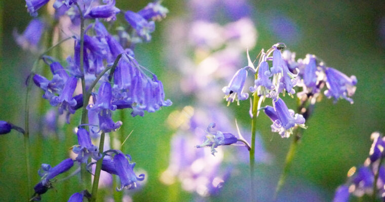 Backlit close up of bluebells, Canterbury, Kent