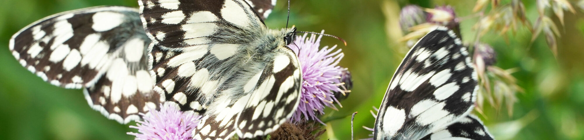 Marbled white butterflies on pink thistle flowers, Canterbury