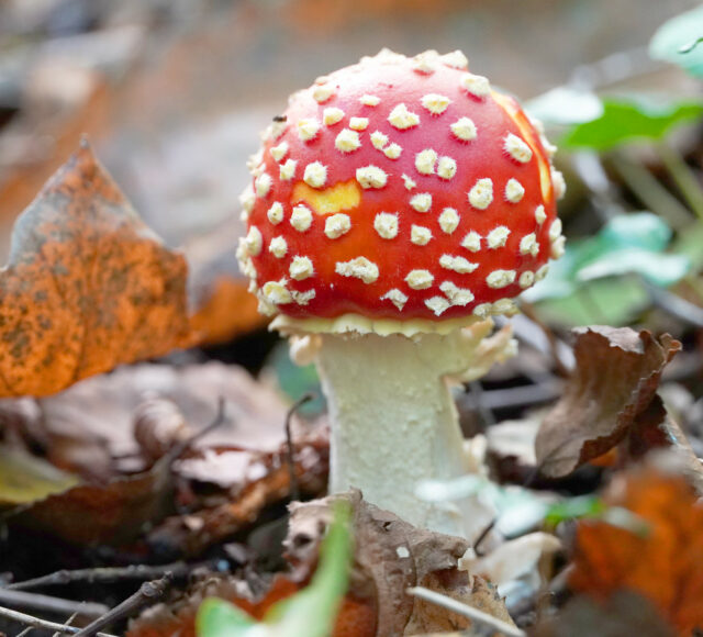 Fly agaric mushroom (red topped mushroom with white spots) growing in leave litter at RSPB Blean Woods, Canterbury, Kent