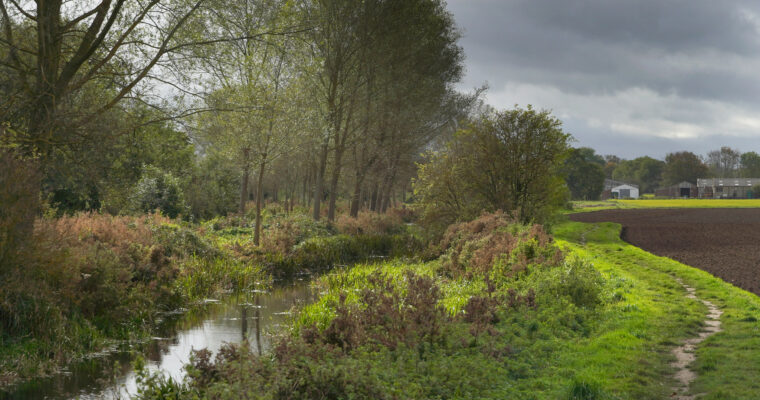 The little bourne chalk stream at Wickhambreaux, Kent