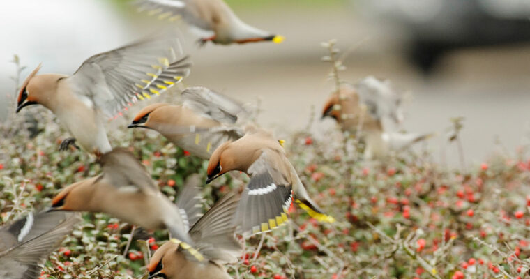 A flock of waxwings feeding on the berries of a Cotoneaster shrub in an urban landscape.