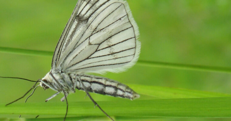 Black-veined moth Siona lineata