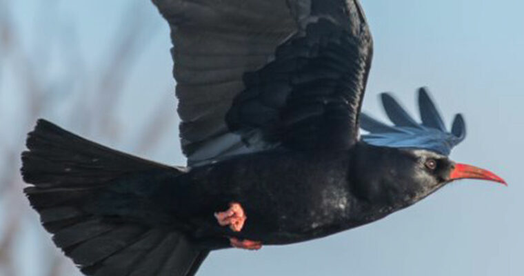 Chough Pyrrhocorax pyrrhocorax