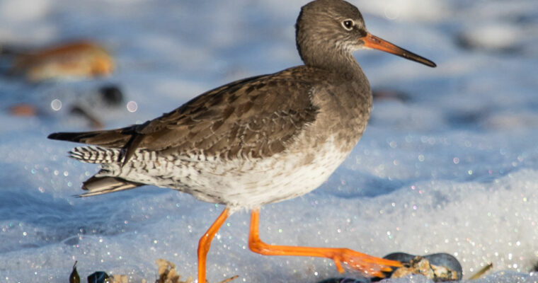 Common Redshank Tringa totanus