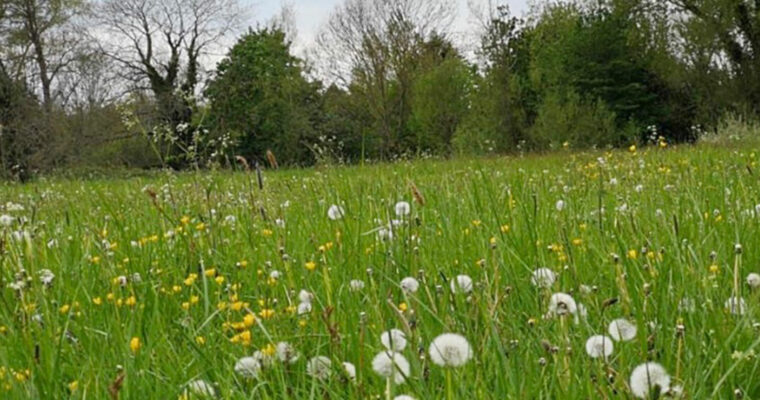 Dandelion filled meadow & woodland