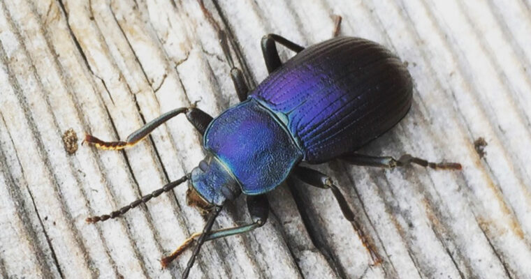 Darkling Beetle Helops caerulea