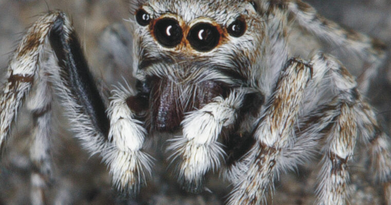 Distinguished Jumper Spider Attulus distinguendus