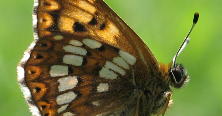 Duke of Burgundy Hamearis lucina