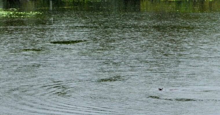 European otter Lutra lutra