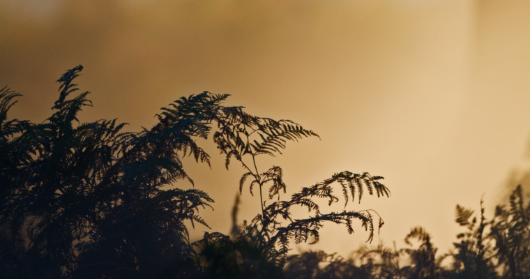 Evening sunlight through bracken Pteridium aquilinum