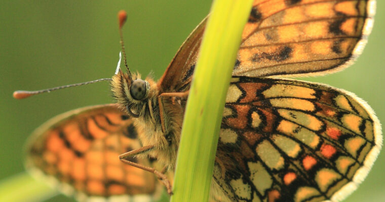 Heath Fritillary Melitaea athalia